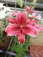 [4653 DJ OR-01 No02.JPG]